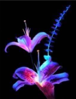 My pHyLoSoPhiE ...